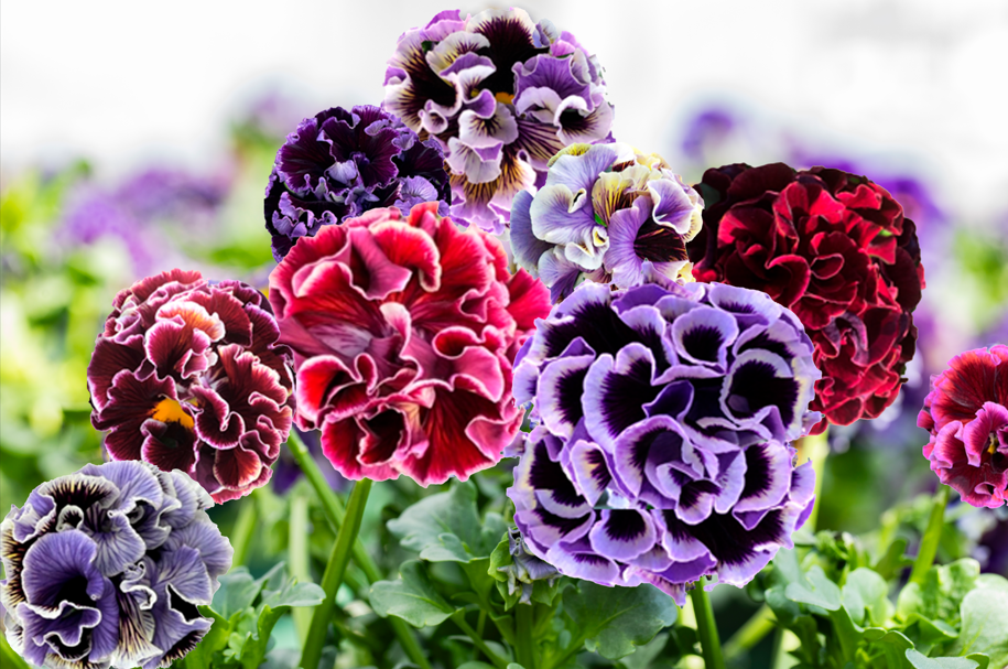 Pansies
